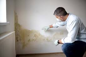 Best Basement Mold Removal  in Due West, SC